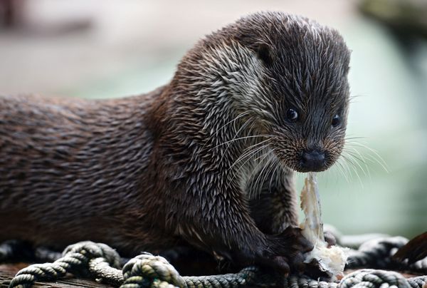 The Moscow Zoo: a Wildlife Kingdom Inside a Big City - Sputnik International