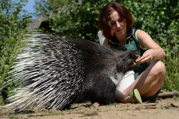 The Moscow Zoo: a Wildlife Kingdom Inside a Big City - Sputnik International