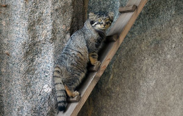 The Moscow Zoo: a Wildlife Kingdom Inside a Big City - Sputnik International