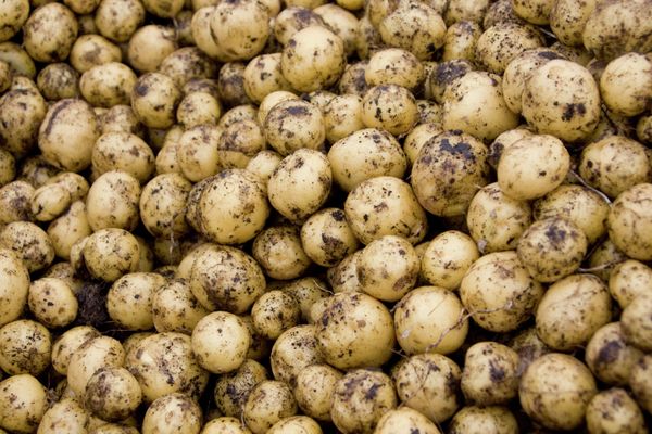 Rotten Potato Gas Kills Four in Russian Garage – Investigators - Sputnik International