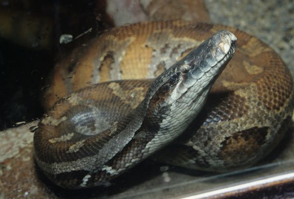 Python (Archive) - Sputnik International