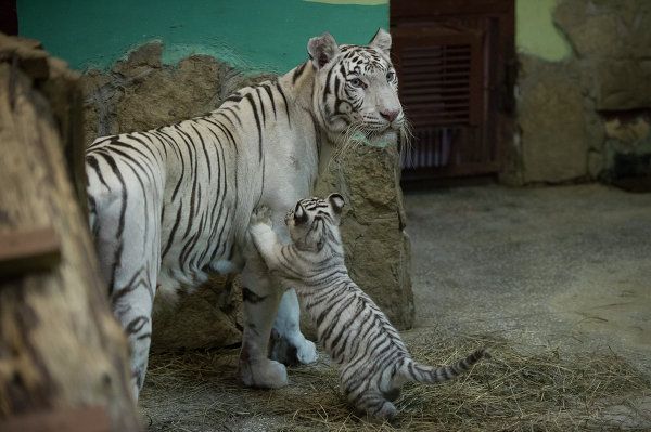 A Bengal Tiger and Her Cubs in Russia’s Yekaterinburg Zoo - Sputnik International