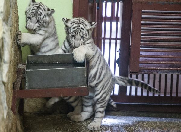 A Bengal Tiger and Her Cubs in Russia’s Yekaterinburg Zoo - Sputnik International