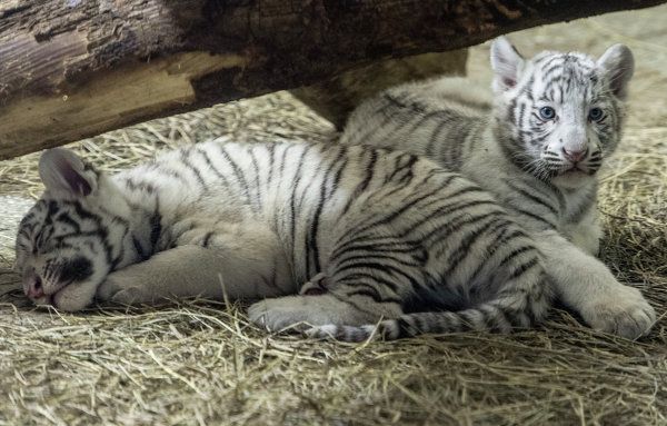A Bengal Tiger and Her Cubs in Russia’s Yekaterinburg Zoo - Sputnik International