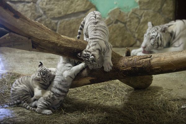 A Bengal Tiger and Her Cubs in Russia’s Yekaterinburg Zoo - Sputnik International