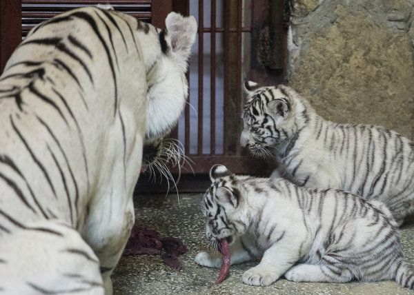 A Bengal Tiger and Her Cubs in Russia’s Yekaterinburg Zoo - Sputnik International