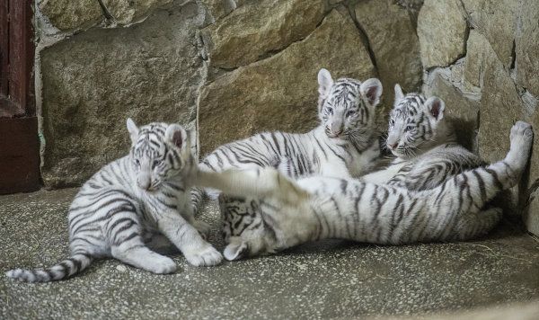 A Bengal Tiger and Her Cubs in Russia’s Yekaterinburg Zoo - Sputnik International