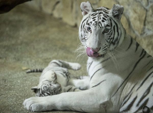 A Bengal Tiger and Her Cubs in Russia’s Yekaterinburg Zoo - Sputnik International