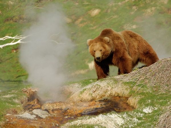 A brown bear - Sputnik International