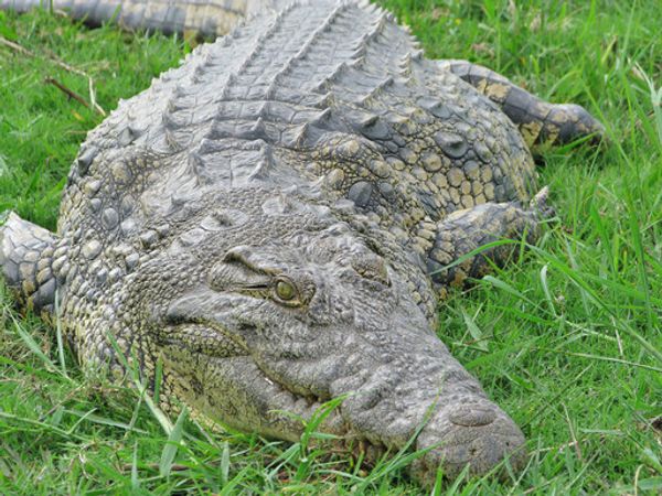 Crocodile - Sputnik International
