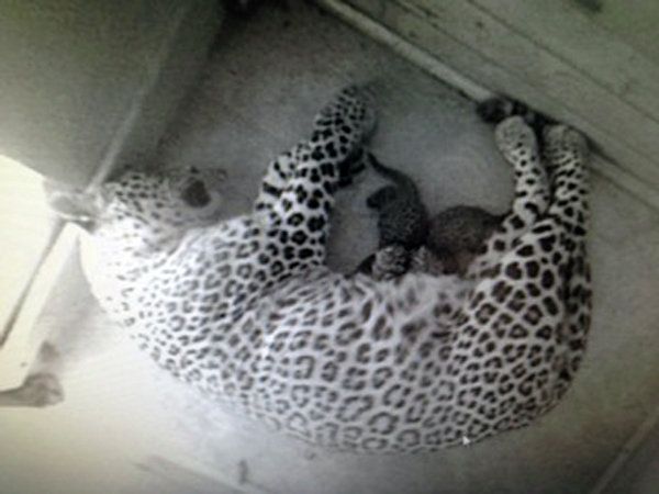 Persian leopard with cubs - Sputnik International