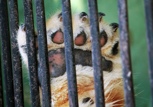 Police Kill Bear Roaming Street in Russia’s Far East - Sputnik International