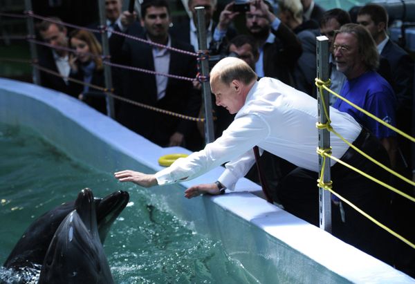 Putin Feeds Dolphins, Shakes 'Hands' With Walrus in Vladivostok - Sputnik International