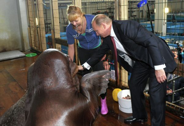 Putin Feeds Dolphins, Shakes 'Hands' With Walrus in Vladivostok - Sputnik International