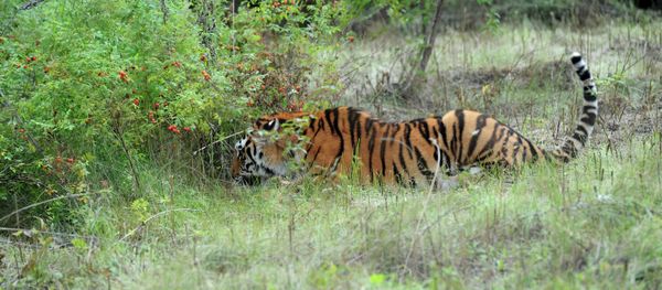 Kuzya, a Siberian tiger released into the wild by Vladimir Putin, returned to Russian soil. - Sputnik International
