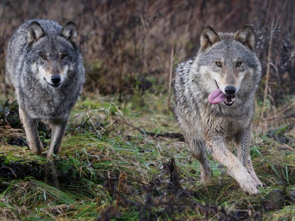 Kazakh Man Kills Wolf with Bare Hands – Report - Sputnik International