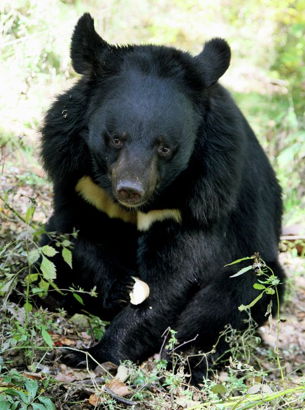 A Himalayan black bear - Sputnik International