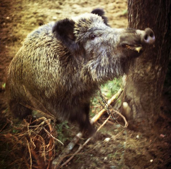 Wild Boar - Sputnik International
