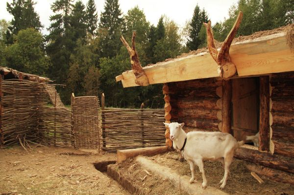 Glasha the goat. Glasha the goat. - Sputnik International