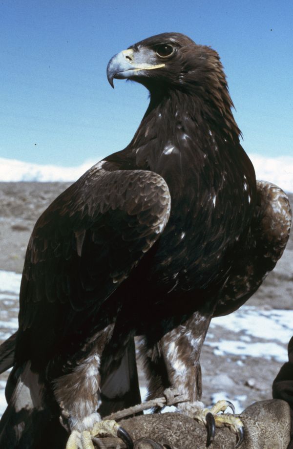 Golden eagle - Sputnik International