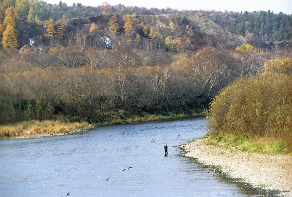 The Lyutoga River on Sakhalin Island - Sputnik International