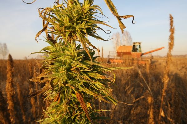 Hemp - Sputnik International