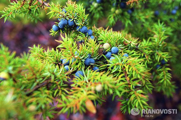 Yakutia, The Land of Pristine Nature - Sputnik International