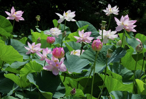 Amur Tigers, Lotuses and Other Wonders of Russia’s Khabarovsk Region - Sputnik International