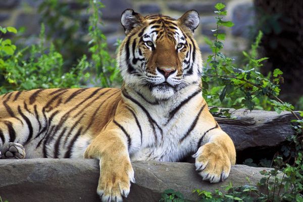 Amur Tigers, Lotuses and Other Wonders of Russia’s Khabarovsk Region - Sputnik International