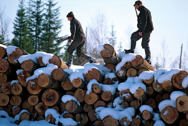Amur Tigers, Lotuses and Other Wonders of Russia’s Khabarovsk Region - Sputnik International