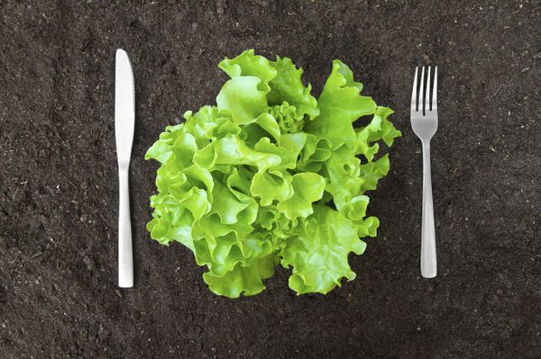 Health Group Fights Fat With Free Salads on Moscow Metro - Sputnik International