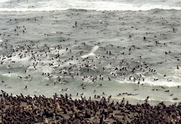 The Edge of the Earth: The Islands of Russia’s Sakhalin Region - Sputnik International