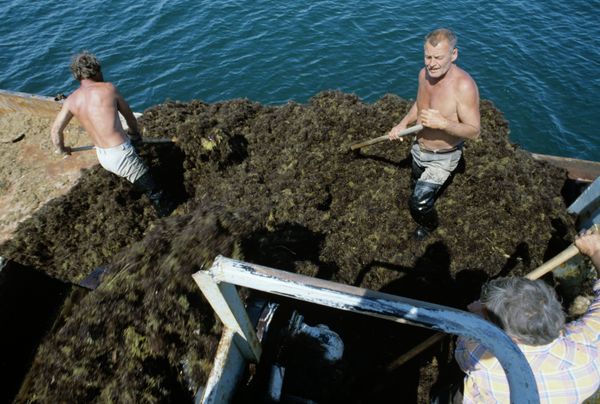 The Edge of the Earth: The Islands of Russia’s Sakhalin Region - Sputnik International
