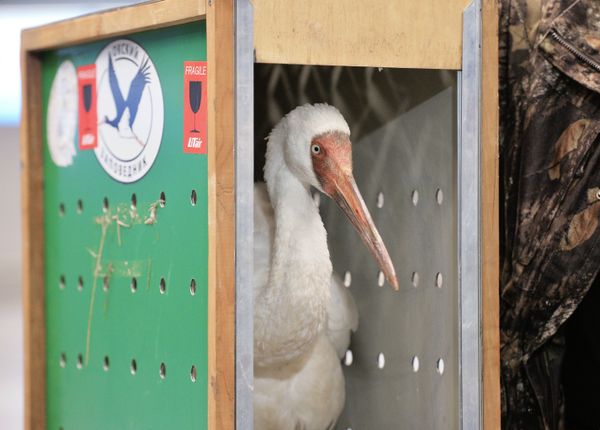 The Siberian crane, named Raven, in Moscow’s Vnukovo airport. Oct.18, 2013 - Sputnik International