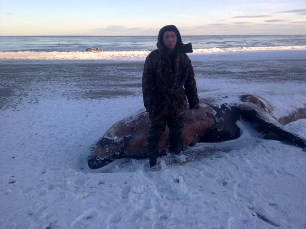 5 Endangered Whales Found Dead on Russia’s East Coast - Sputnik International