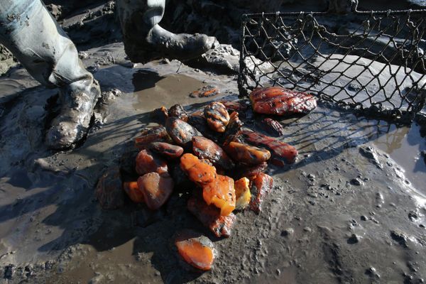 Amber, the Gold of the Baltic - Sputnik International