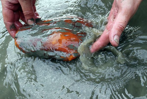 Amber, the Gold of the Baltic - Sputnik International