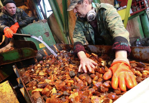 Amber, the Gold of the Baltic - Sputnik International