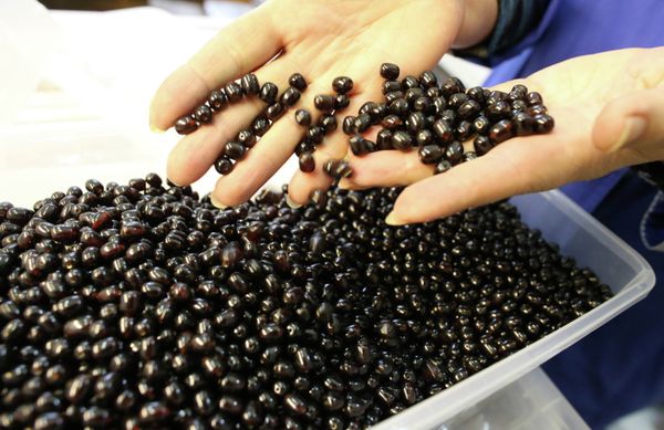 Amber, the Gold of the Baltic - Sputnik International