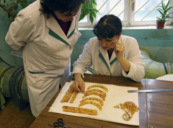 Amber, the Gold of the Baltic - Sputnik International