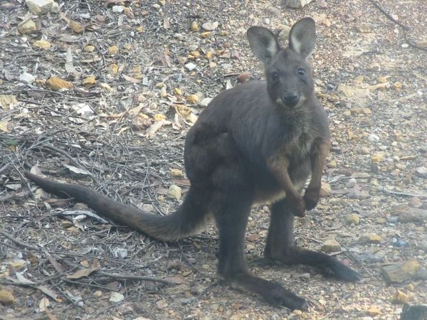 Young male black wallaroo - Sputnik International