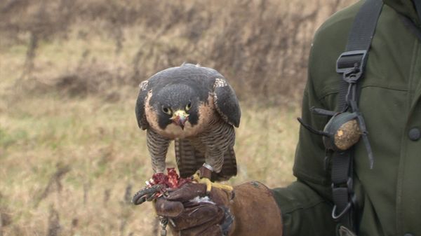 Professionals Reveal Secrets of Falconry - Sputnik International