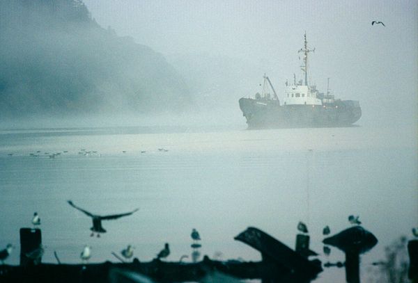 Russia loses up to 30 billion rubles ($9 million) a year due to fish and crab poaching - Sputnik International