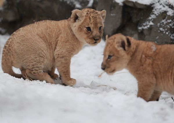 A lion and lioness reveal their two cubs to the public at the Novosibirsk zoo. - Sputnik International
