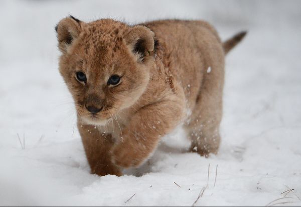 A lion and lioness reveal their two cubs to the public at the Novosibirsk zoo. - Sputnik International