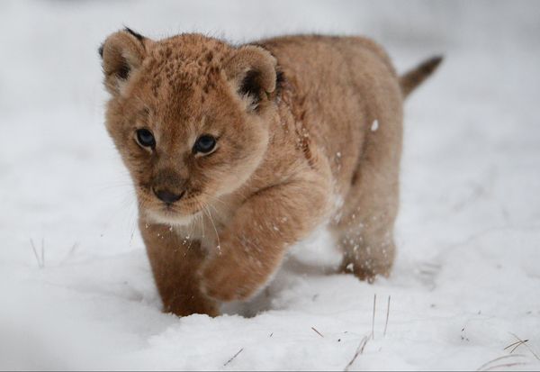 A lion and lioness reveal their two cubs to the public at the Novosibirsk zoo. - Sputnik International