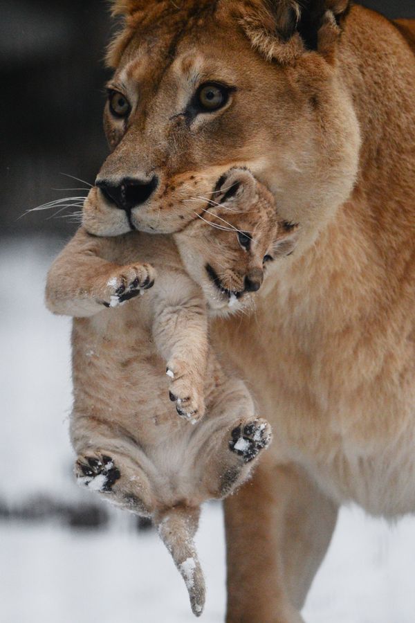 A lion and lioness reveal their two cubs to the public at the Novosibirsk zoo. - Sputnik International