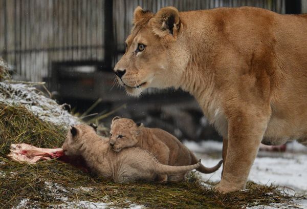 A lion and lioness reveal their two cubs to the public at the Novosibirsk zoo. - Sputnik International