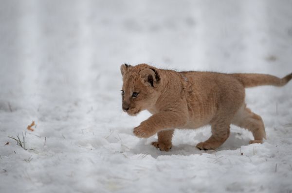 A lion and lioness reveal their two cubs to the public at the Novosibirsk zoo. - Sputnik International