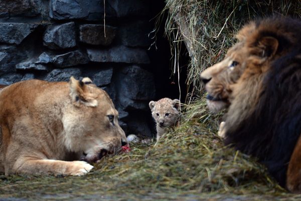 A lion and lioness reveal their two cubs to the public at the Novosibirsk zoo. - Sputnik International